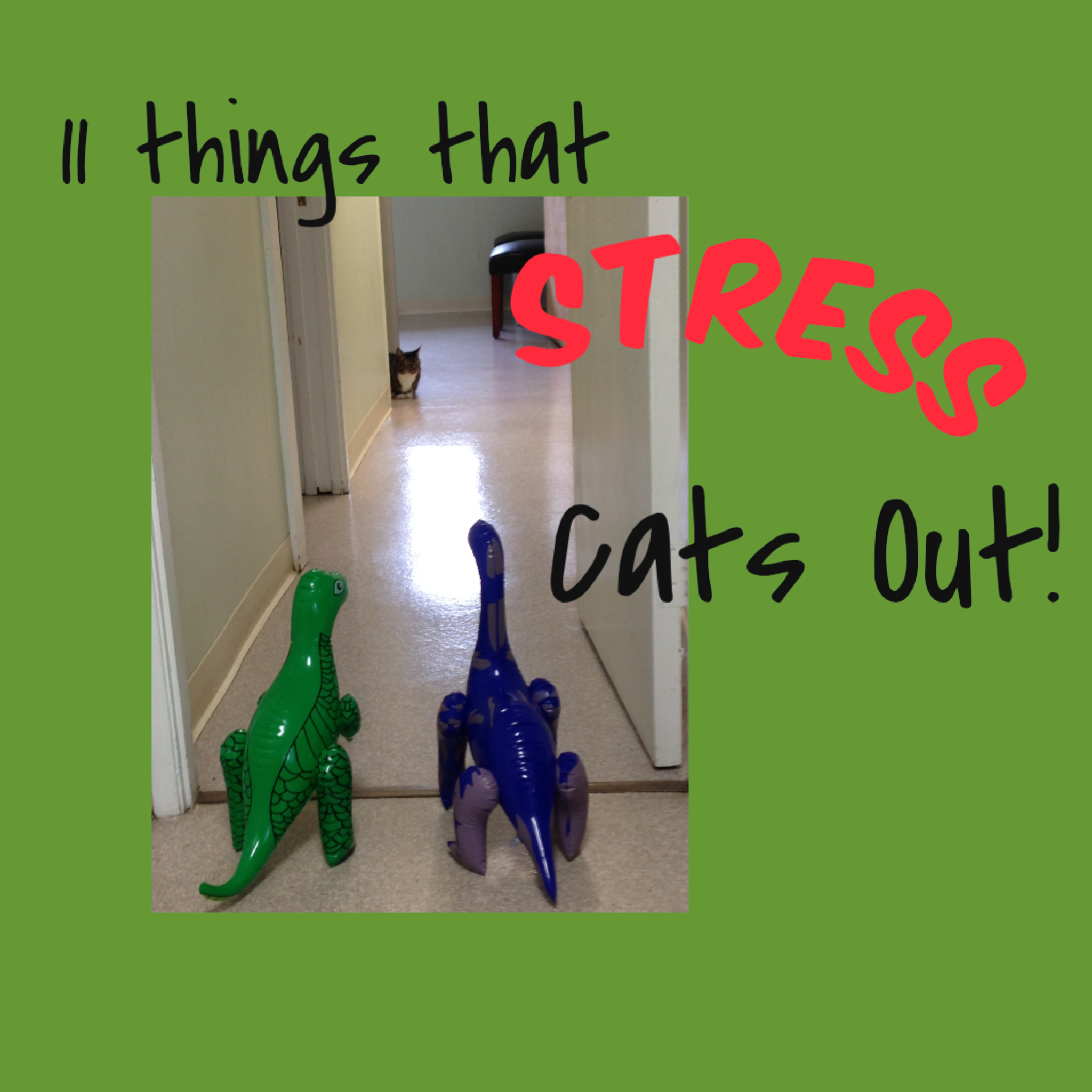 11 things that stress cats out