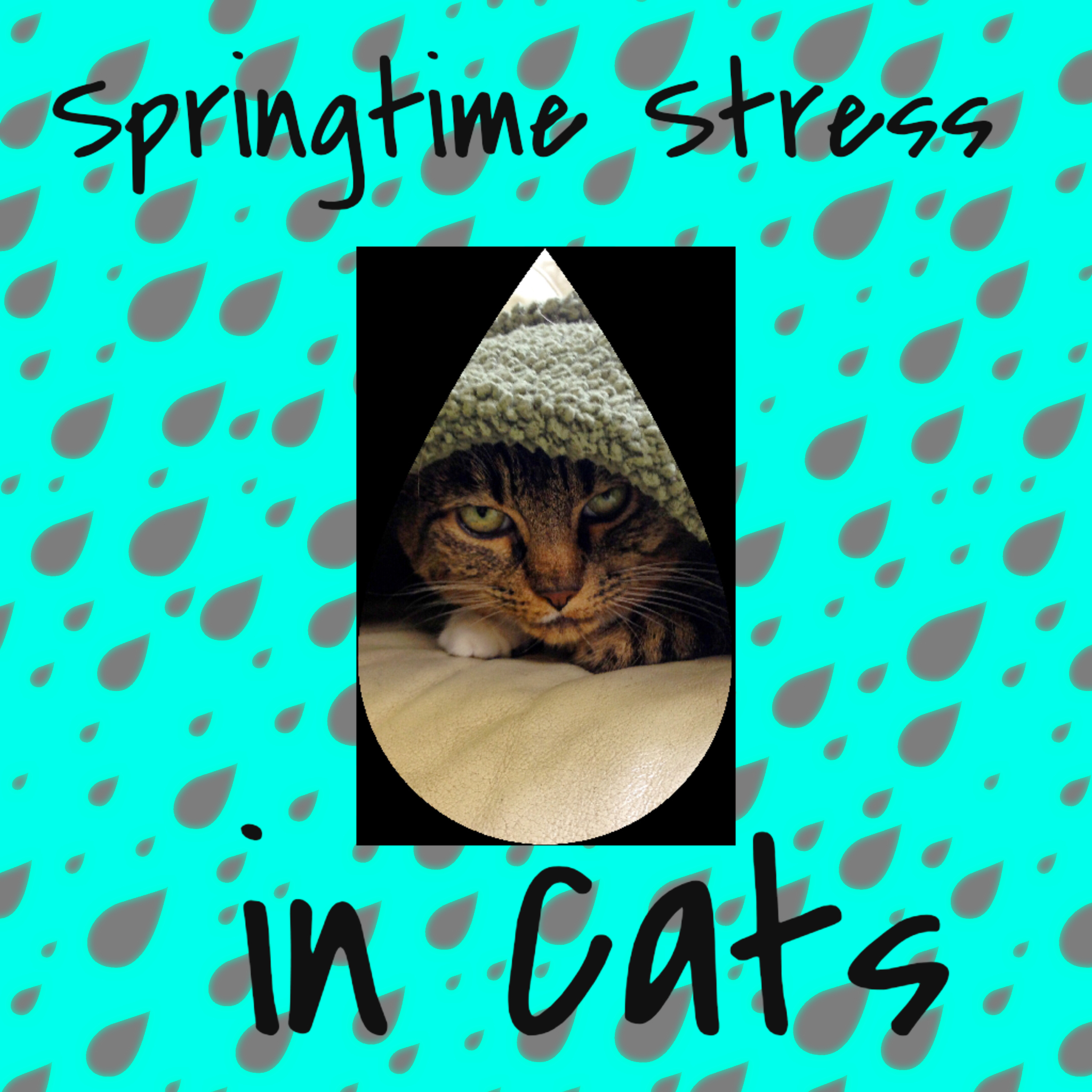Springtime stress in cats
