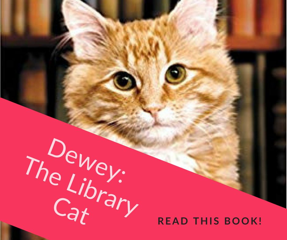 dewey book cat