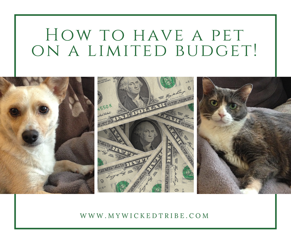 How to have a pet on a limited budget