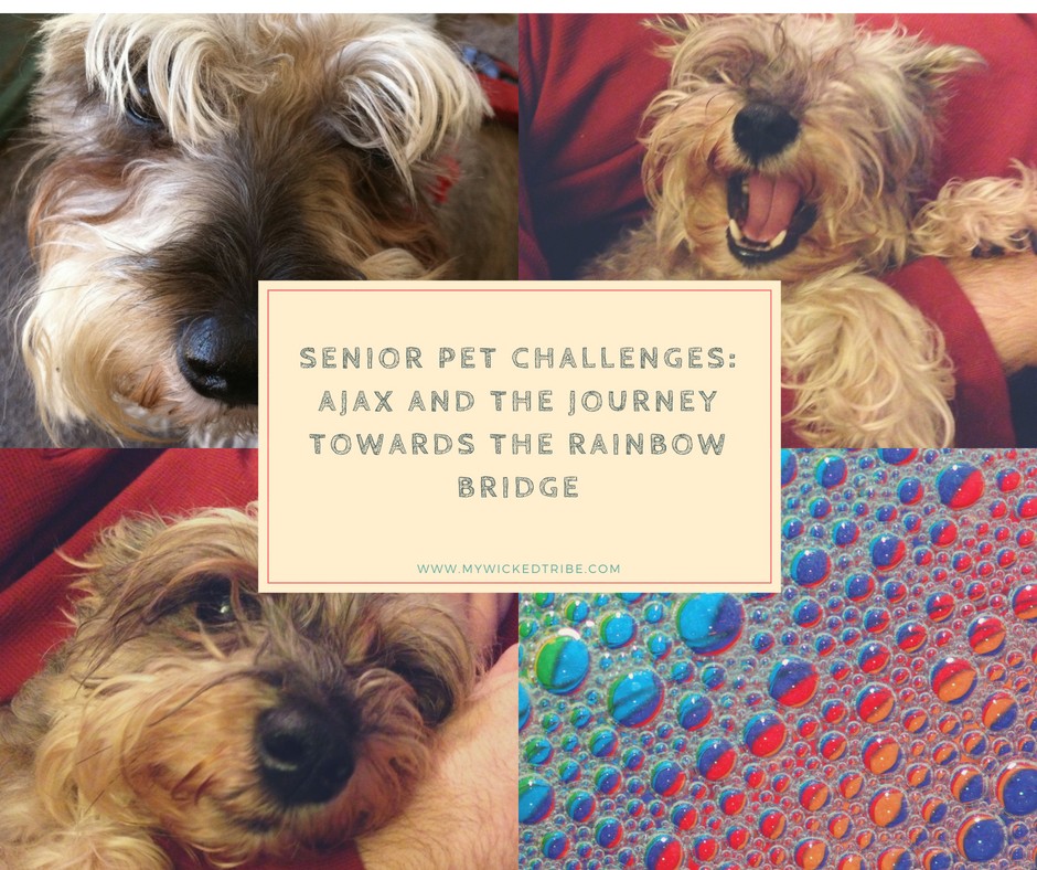 Senior pet challenges
