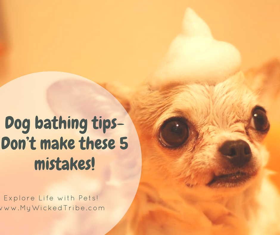 Dog bathing tips- Don’t make these 5 mistakes!