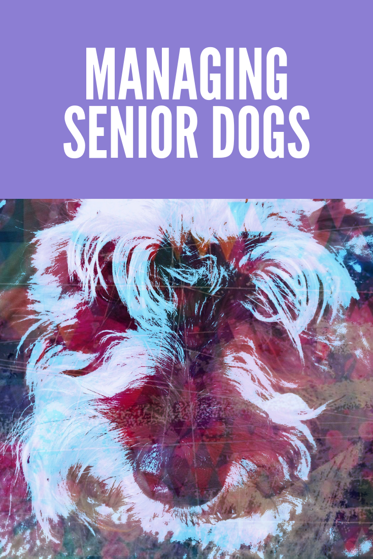 Managing Senior dogs